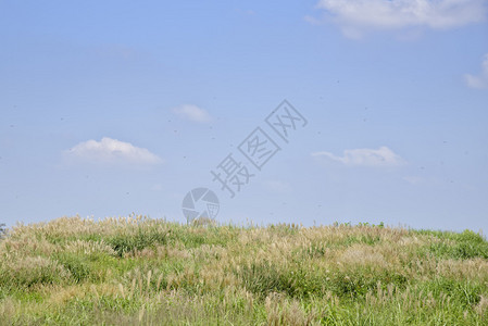 在蓝天的田野中背景图片