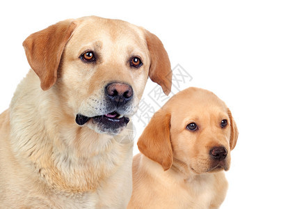 拉布多小狗和他的母亲孤图片