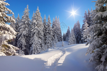 冬天的森林风景雪中的足图片