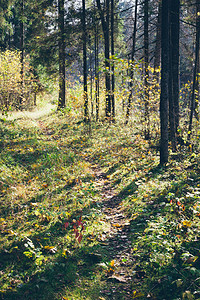 秋色旅游足迹在乡村的树林里图片