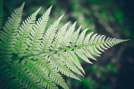 美绿色植物图片