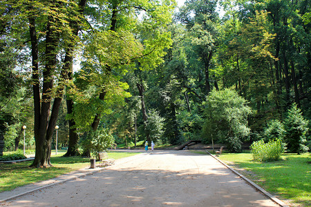 公园里大树之间的小路图片