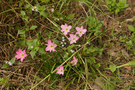 西风草图片素材