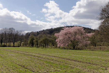 春天的日本樱花树图片
