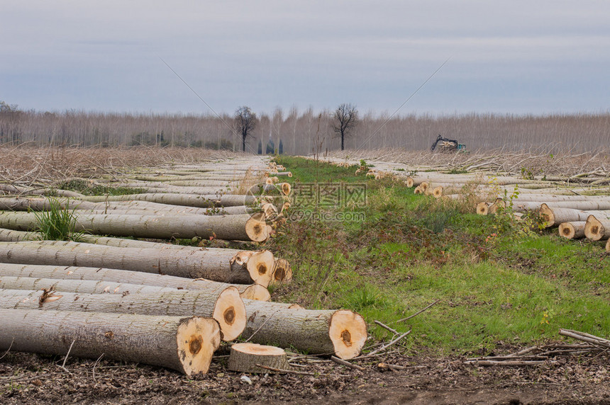 砍杨树砍两排树高清图片下载-正版图片504847673-摄图网