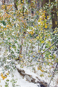 黄色和绿色覆盖着雪的秋天森林图片