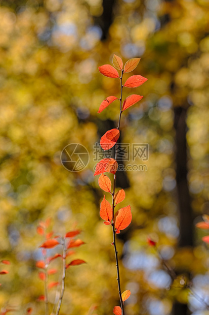 秋天的树枝前景是红叶图片