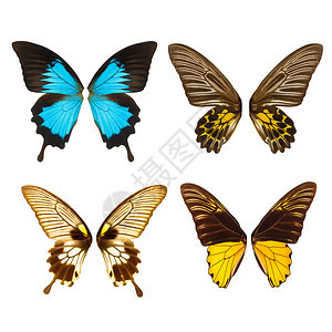 蝴蝶翅膀的集合在白色背景下被隔离图片