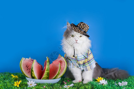 戴帽子的猫吃西瓜图片