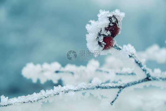 冬季背景红莓在冰冻的树枝上图片