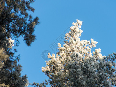 白雪森林的圣诞节天空图片