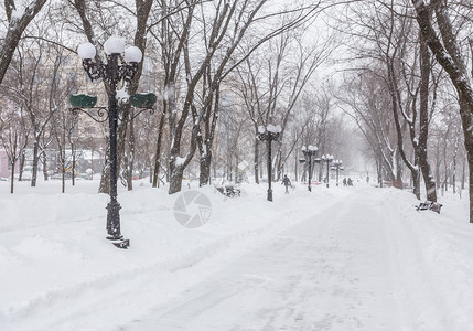 冬季公园里满是新鲜白雪乌图片