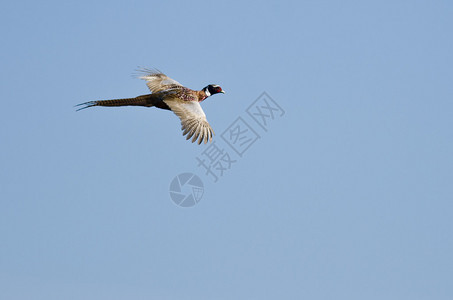 环颈雉在蓝天飞翔图片