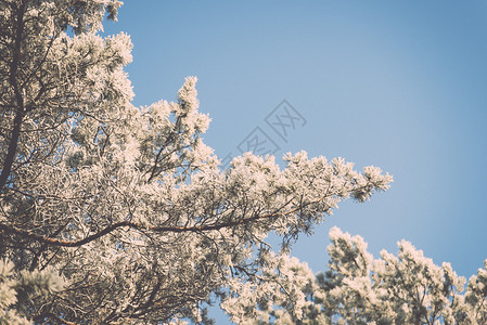 白雪森林的圣诞节背景图片