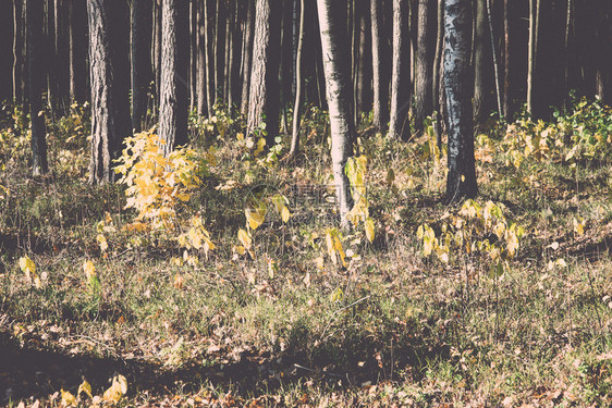乡村树林中的秋色旅游小径复古复图片