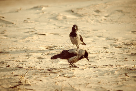 在沙滩上走着乌鸦近距离倒古8图片