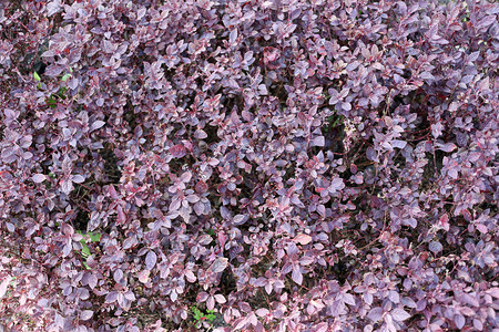 花园里树木的紫色叶子图片