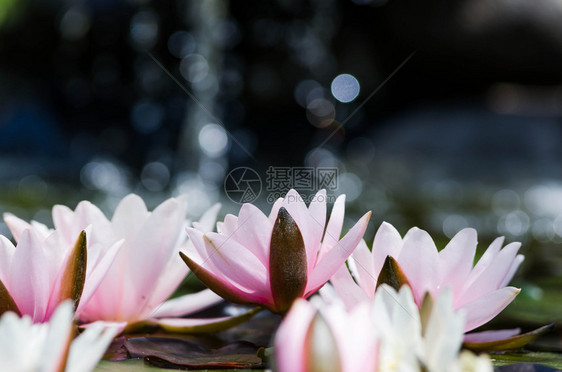 池塘里的莲花近景图片
