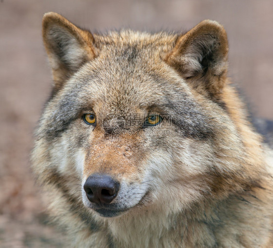 欧亚灰狼Canislupuslupus的头是犬属中最专业的成员图片
