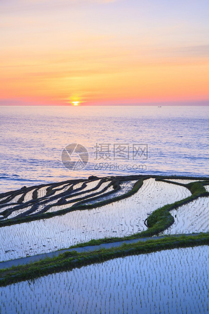 日落时稻田图片