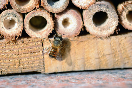 昆虫庇护所里的野蜂图片