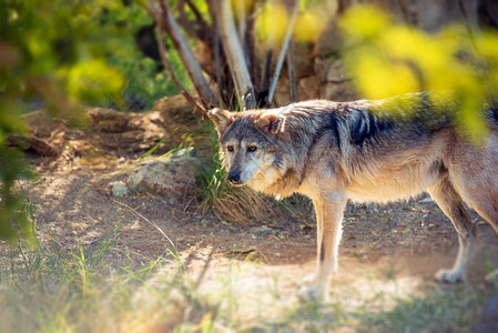 墨西哥Wolf也称为Lobo图片