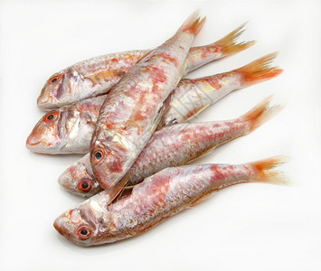 白色背景上的新鲜红鲻鱼图片