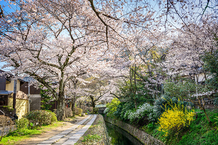 京都日本哲学家的漫步图片