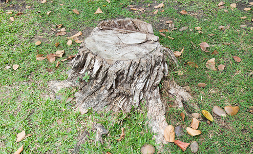 公园里的树桩纹理树桩图片