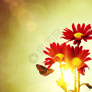 三朵红花和蝴蝶在明亮图片