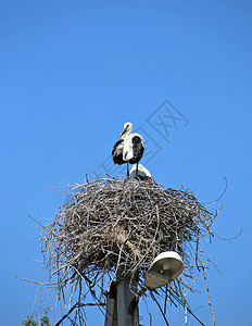 一只丹顶鹤图片