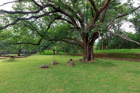 锡吉里亚花园的大榕树图片