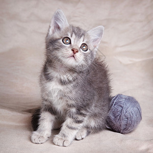 美丽的灰色虎斑小猫灰色背景上有球图片
