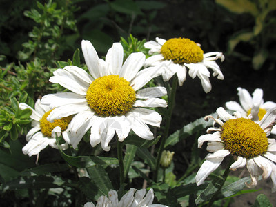 这是甘菊的白花图片