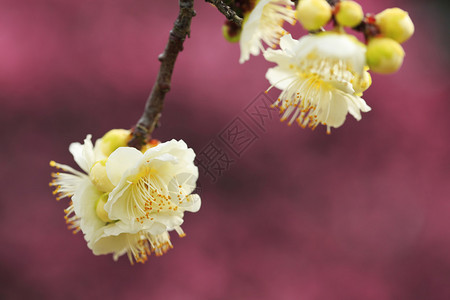日本春天盛开的美丽梅花图片