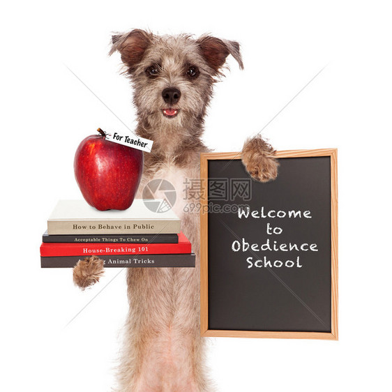 狗拿着动物训练书籍给老师的苹果和签署欢迎入顺从学校的标语图片