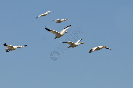 的飞行中的美丽雪雁群照片  |在河边草地上的鹅白雁飞在草地的绿插画