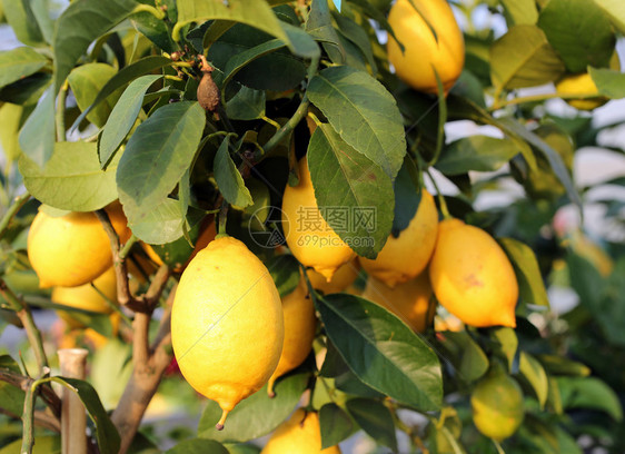 地中海欧洲果园树上的黄成熟的柠檬图片