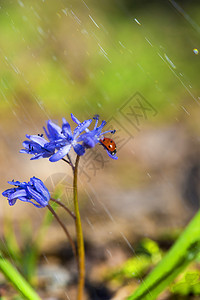 春天雨中紫铃花上的单瓢虫图片