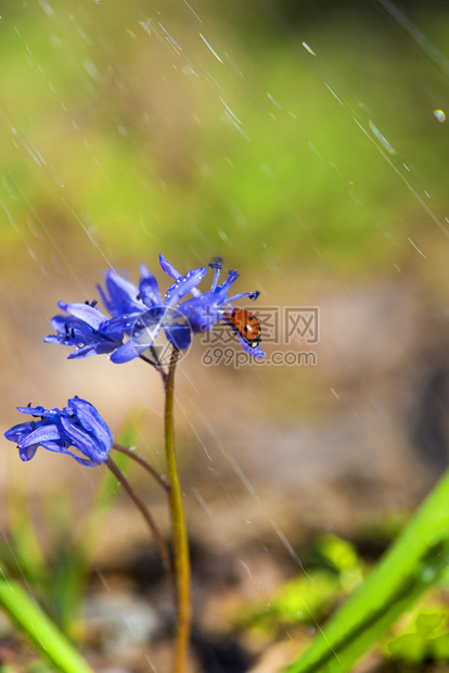 春天雨中紫铃花上的单瓢虫图片