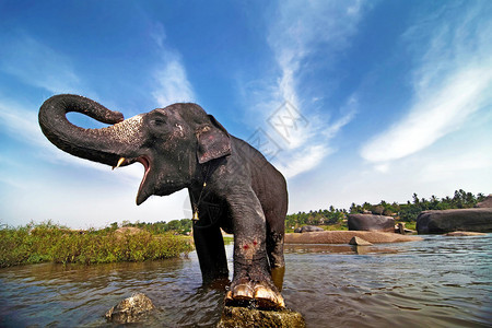美丽的印地安大象站在河里背景上闪烁着图片
