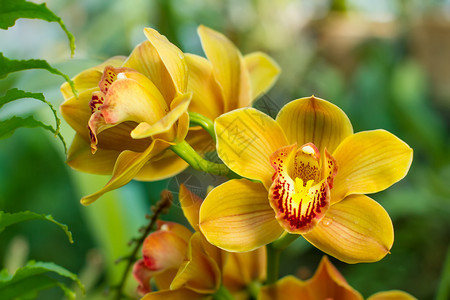 热带花园中的黄色大花兰束图片