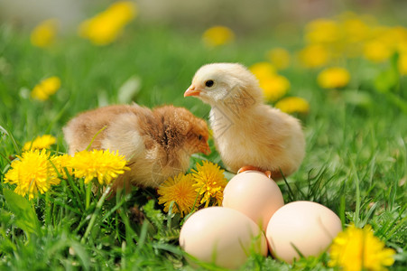 小鸡和蛋在图片