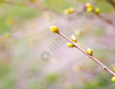 树枝上的花叶芽春天树上初叶图片