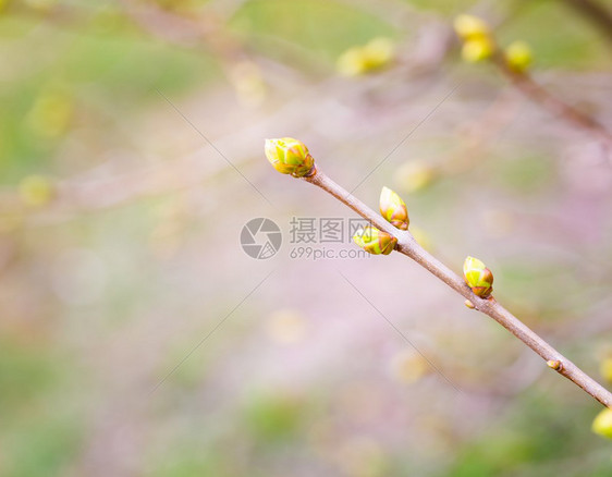 树枝上的花叶芽春天树上初叶图片