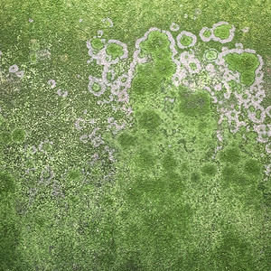 苔藓和霉菌会影响外墙的灰泥图片