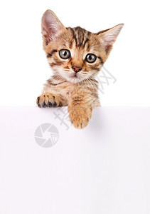 带空板的棕色小猫您添加消息图片