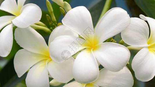 白色和黄色鸡蛋花属背景图片
