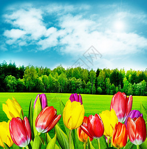 春天的花朵郁金香在蓝天白云的背景下图片