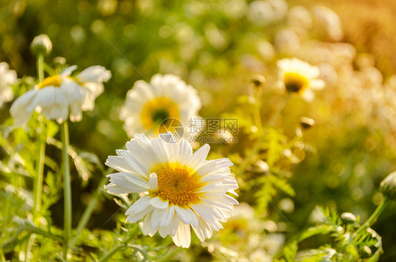 日落出时的白色雏菊花在田景观中图片